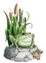 Frog on Rocks