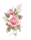 pink roses