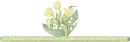 yellow tulips