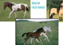 Save Horses