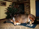 What's Under YOUR Tree This X-Mas?