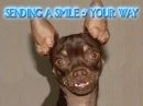 Big doggie smile