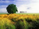 Meadow