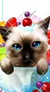 SWEET KITTY