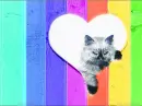 Kitten