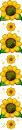 sun flowers