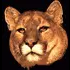 winking tiger