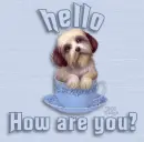 hi how are you