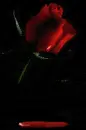 bleeding rose