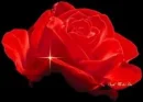 red rose