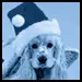 funny dog 