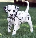 dogs puppie eyes