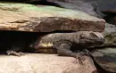 Lizard