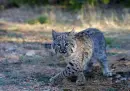 Bobcat