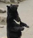 Asiatic black bear