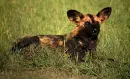 African Wild Dog
