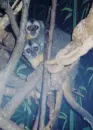 Northern Night Monkey