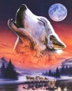 wolf