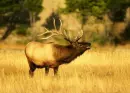 elk
