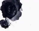 blackrose