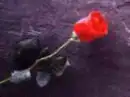 Lonely Rose