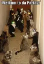 Welcome to the kitty party