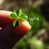four leaf
