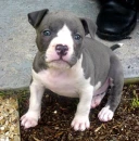baby pittbull