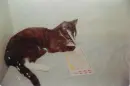Catlottery