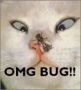 OMG BUG!