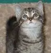Cat Lover