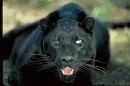 Winking Black Leopard