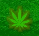 Pot Leaf Background