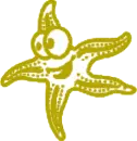 estrella de mar