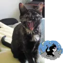 hissing cat