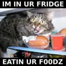 crafty cat