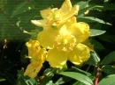 yellow flower