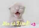 Tired Kitty