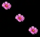 pink flower black background