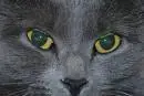 Angry cat