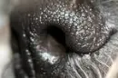 A dog's nose