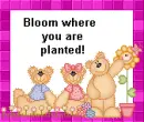 bloom where you are planted