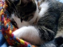 cat sleeping