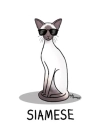 Siamese Cat
