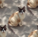 siamese cats