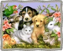 baby animals