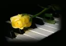 yellow rose