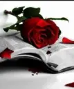 red rose