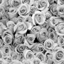 GREY ROSES