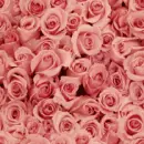 PINK ROSES